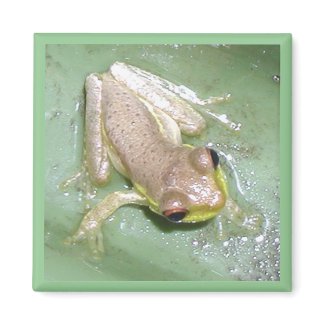 Froglet magnet