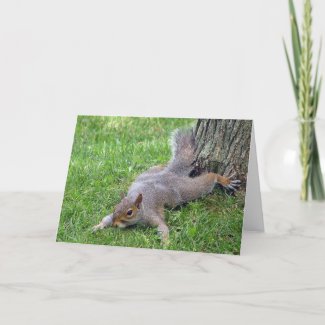 Squirrel Splat Greeting Card card